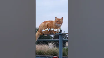فلا تحسب الدار دار الغرور اكسبلور الدنيا الجنة الآخرة اكسبلور لايك القرأن الكريم 