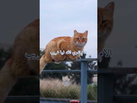 فلا تحسب الدار دار الغرور اكسبلور الدنيا الجنة الآخرة اكسبلور لايك القرأن الكريم