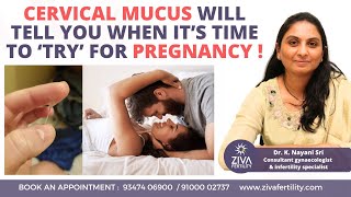 Get Pregnant Fast || Track Ovulation With Cervical Mucus || Dr K Nayani Sri || ZIVA Fertilityy How To Track Cervical Positioning Cervical Mucus Part 2 Monica Rincon Nfp Instructor