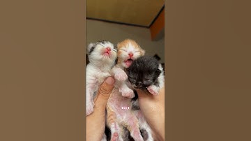 Timelapse Cute Kittens Aged 1 To 100 Days😻 #kucinglucu #kucing #kitten #catlover