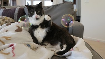 Cats & Catnip Bubbles