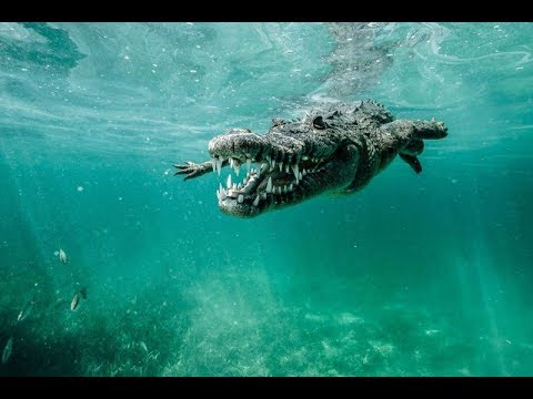 Actualizar 94+ imagen cocodrilo marino documental
