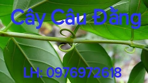 CÂY CÂU ĐẰNG TRỊ ĐỘNG KINH - LH: 0976972618