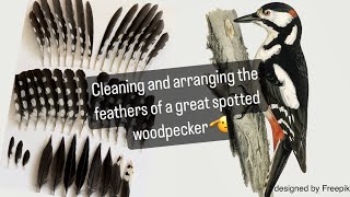 Information Short guide for birdwatchers - feathers cleaning and care News