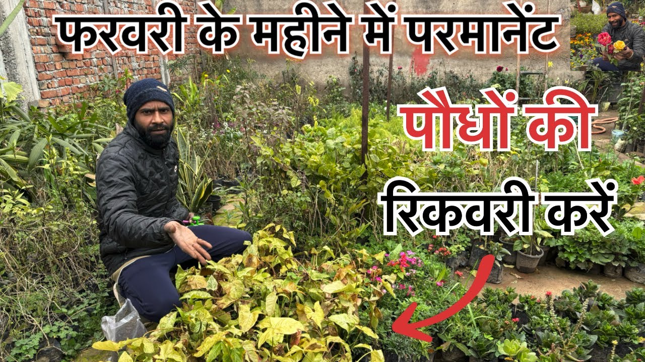 बारहमासी पौधों के बढ़ने का टाइम आ गया है, ठीक होने के लिए क्या करें, best gardening tips ￼