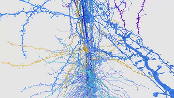Cortical Column in 3D