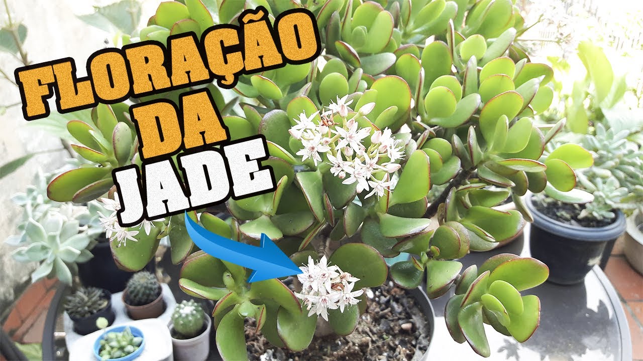 Faz sua Suculenta Jade florir muito rápido. Vejam isso.