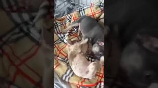 French Bulldog Puppies.