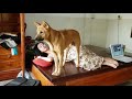Cute and Kind Girl helps her Dog sleep well How to put your dog in bed