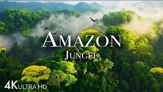 AMAZON JUNGLE 4K | Discover Predators of the Tropical Rainforest 2026 | Wildlife Film