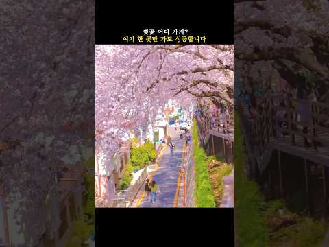 역대급 벚꽃 데이트, 여기로 종결합니다🌸 #벚꽃 #시네마틱 #여행작가 #봄여행 #부산여행
