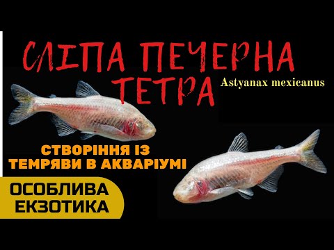 Видео: Astyanax Mexicanus - Мексикански слепи пещерни риби - Слепа пещера Тетра