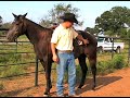 How To Rodeo Team Rope : Choose a Horse For Heeling