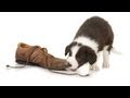 Teach Your Puppy to Drop Something | Puppy Care Teach Your Puppy to Drop Something | Puppy Care