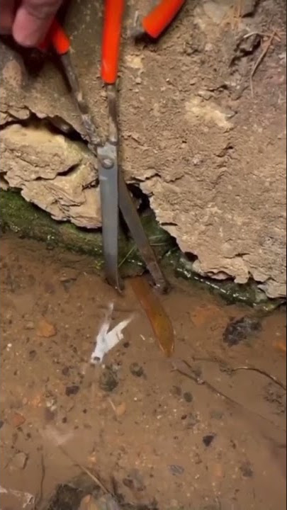 cara unik menangkap belut dengan mudah