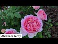 Кусочек цветущего розария🌹Розы Teasing Georgia, Abraham Darby, Delia, Jubilee Celebration, Boscobel