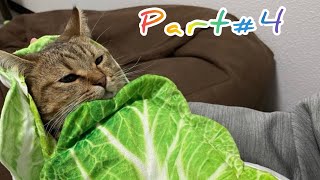 Нарезка приколов с людьми и животными#4/funny animal video