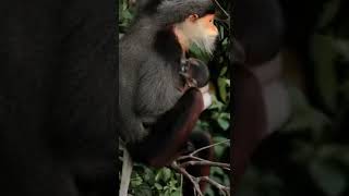 #shortvideo monkey video