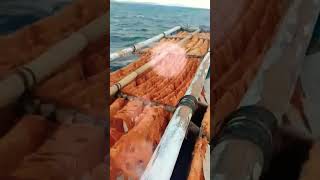 Download Lagu Ternyata | Begini Kerja Telur Ikan Terbang (tuingtuing) MP3