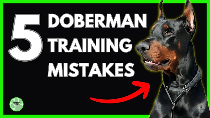 5 Common Mistakes in Doberman Training That You Should Never Make   Made with Clipchamp
