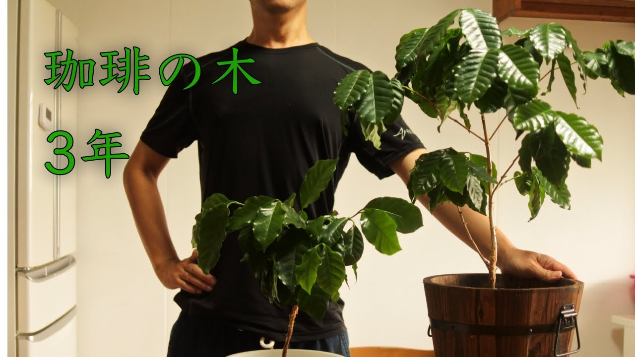 コーヒーの木を育てて3年。植え替えて大きくなりました。コーヒー