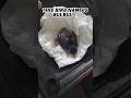 We Found an Abandoned Baby Bulbul 🐦 | Heartwarming Rescue ❤️ #shorts #banatfarhanvlogs
