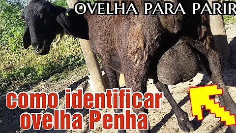 Como saber que uma ovelha estar perto de dar à luz?