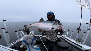 Kings are HERE! - First run on the North Shore
