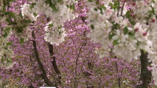 Beauty in bloom | On The Pennsylvania Road Beauty in bloom | On The Pennsylvania Road