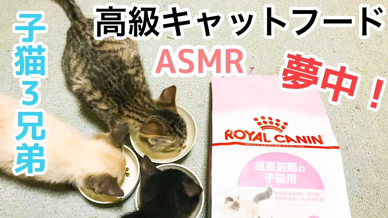 子猫用の高級キャットフードってどうなの 普通のキャットフードとの違いを解説 ロイヤルカナン にゃんこ4姉妹と4兄弟