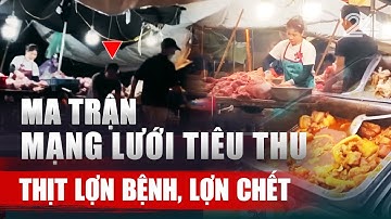 Ma trận mạng lưới tiêu thụ thịt lợn bệnh, lợn chết | VTV24