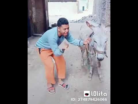 سنجلة جنتلة 