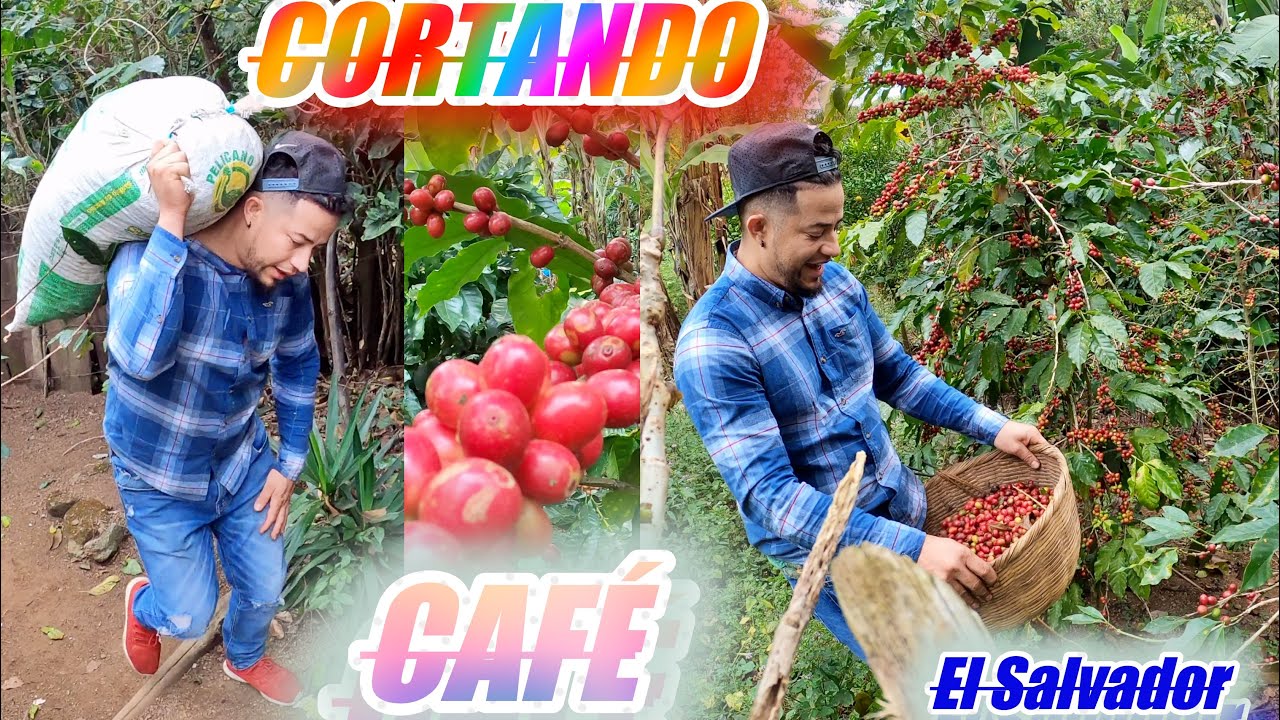 Pisca de CAFÉ uva en El Salvador trabajando como BURRO a 1.62 la