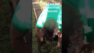 Satisfying turf cut and peeled from concrete #asmr #garden #satisfying #business