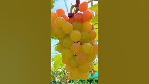 Ripe grapes on the tree #grapetree #grape #fruit #farming #beatifulnature #grapeleaves # #fruitfarm