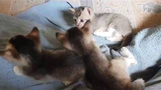Cutest Orphan Kitties Playing by Animals Love 52 views 5 years ago 2 minutes, 15 seconds