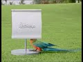طائر الليل الحزين