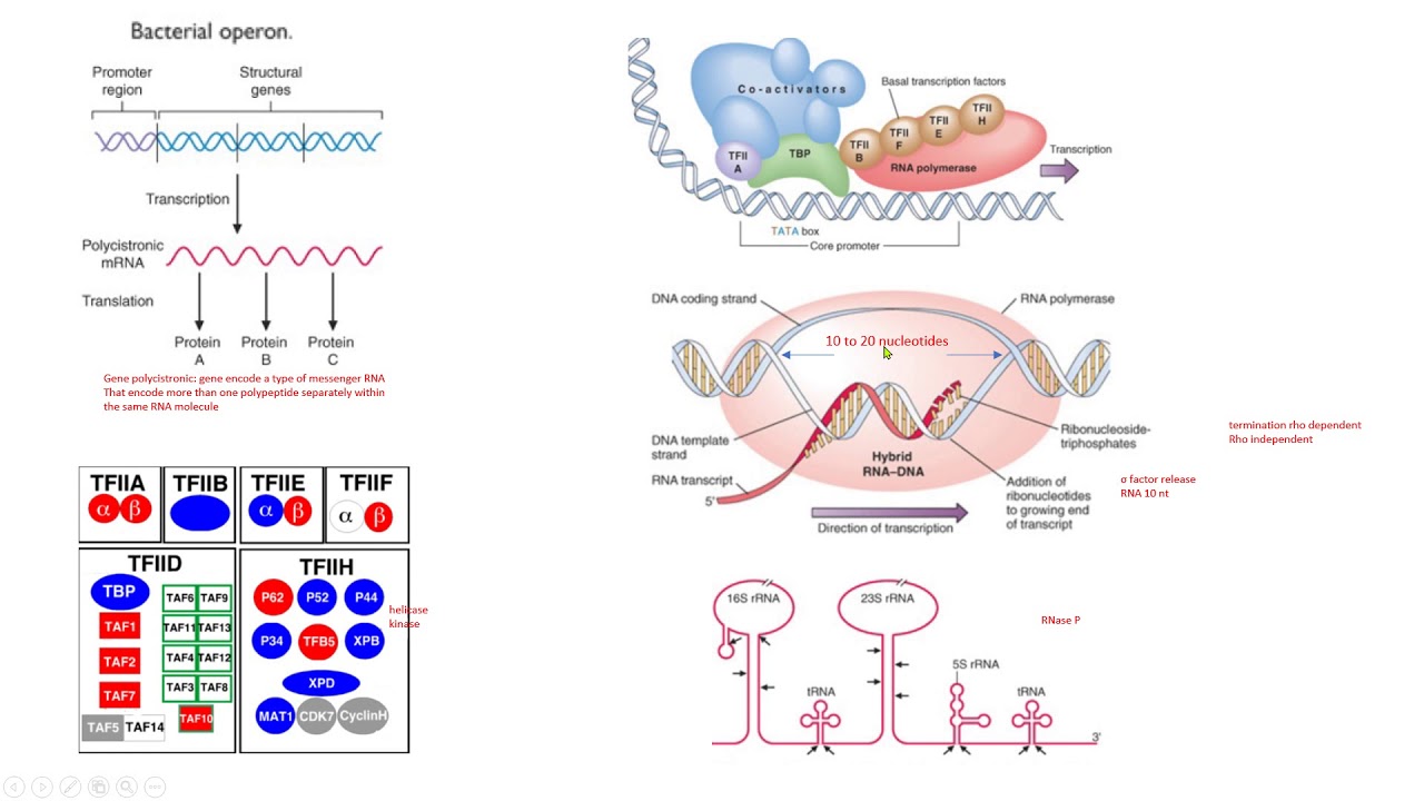operon TBP TAF rho policistrón biología molecular biology - YouTube
