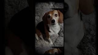 Beagle Cuteness Factor