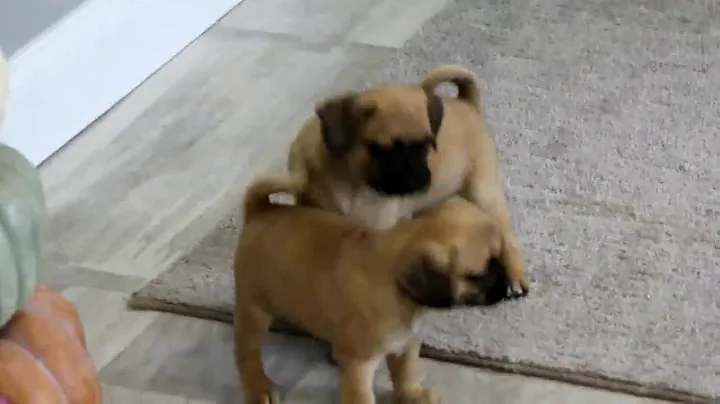 Puggle Puppies For Sale Irvin Martin