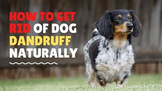 How to get rid of dog dandruff at home: 9 Natural Ways
