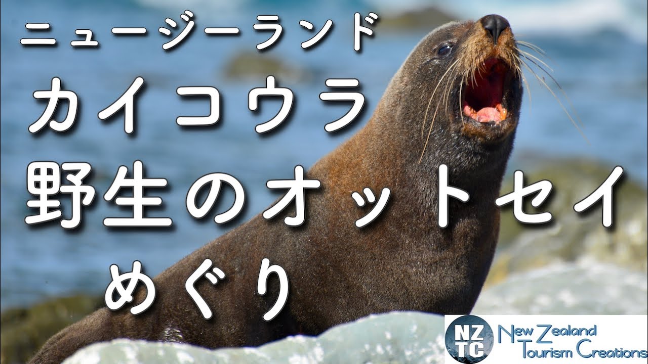 個人旅行だから行けるシリーズ 動物ウォッチングをするならニュージーランド カイコウラへ Youtube