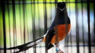 Kumpulan Suara Burung Murai Batu Gacor Untuk Isian