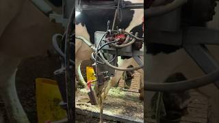 Hoof Trimming Machine #Milking #Animals #Cow #Farm #Farming #Hooftrimming