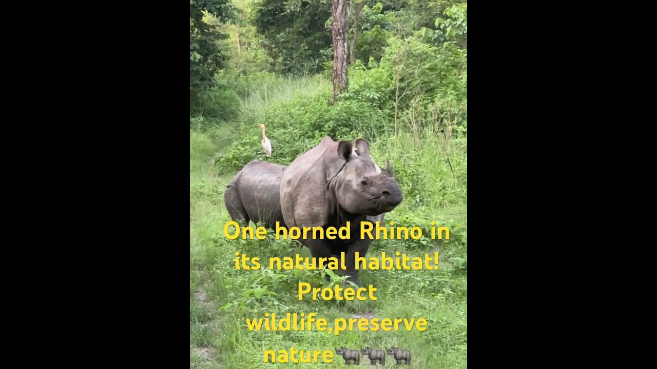 Majestic Rhino Spotted Saveanimal Savenature
