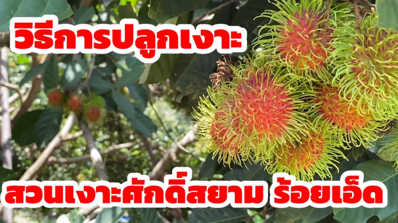 วิธีการปลูกเงาะโรงเรียน ที่สวนเงาะศักดิ์สยาม จังหวัดร้อยเอ็ด ผู้ที่มีประสบการณ์ในการปลูกเงาะมา 30 ปี