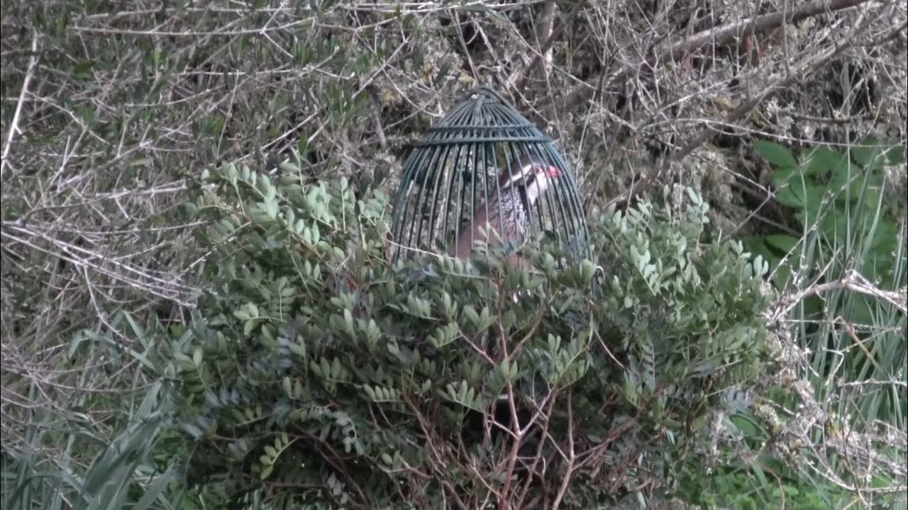 MORANTE. PUESTO DE ALBA CON ESCOPETA.