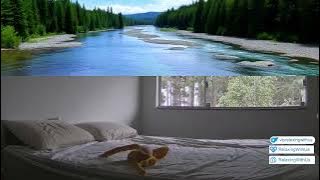 Sleep Stream 잠방 2024 - Relax and Sleep well (Live By Dante & Sushi)