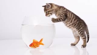 Картинка котёнок. Золотая рыбка, белый фон, аквариум. Hình ảnh một con mèo con. Cá vàng, nền trắng Картинка котёнок. Золотая рыбка, белый фон, аквариум. Hình ảnh một con mèo con. Cá vàng, nền trắng