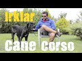 Köpek Irkları - Cane Corso Italiano